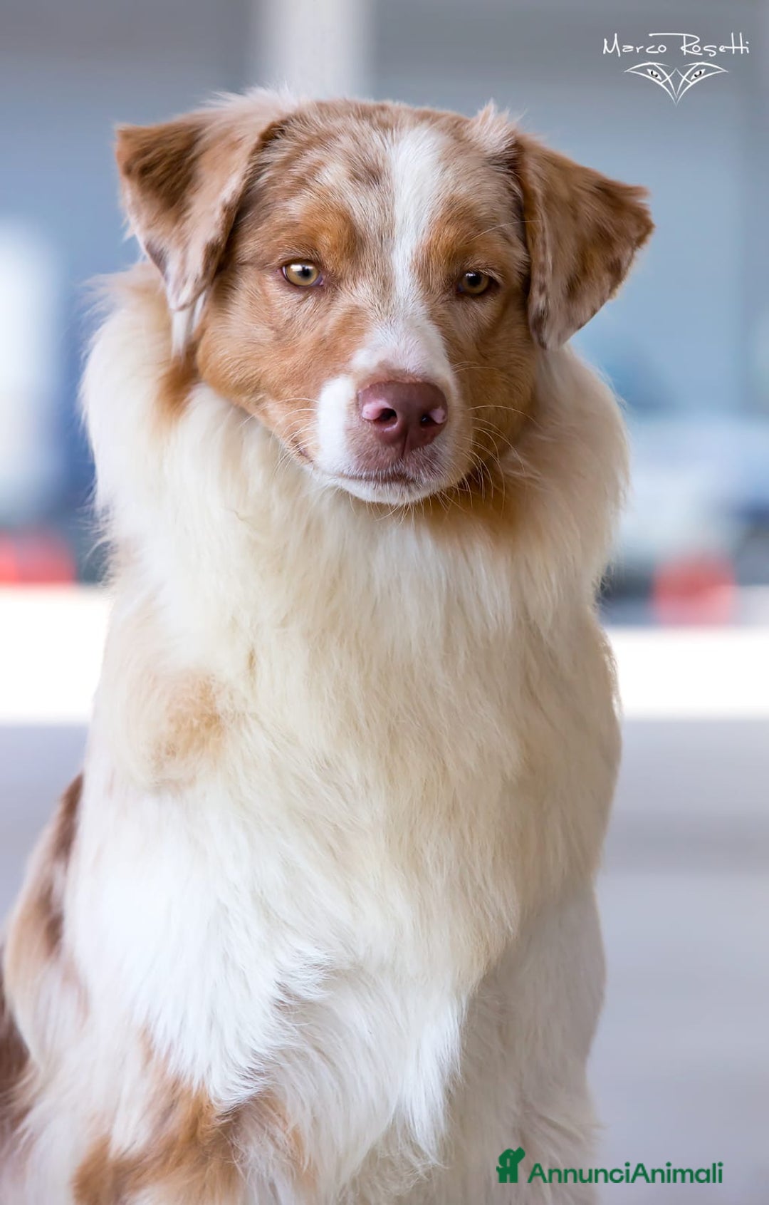 Australian Shepherd cani in vendita: Cuccioli Australian Shepherd con pedigree - Immagine 3