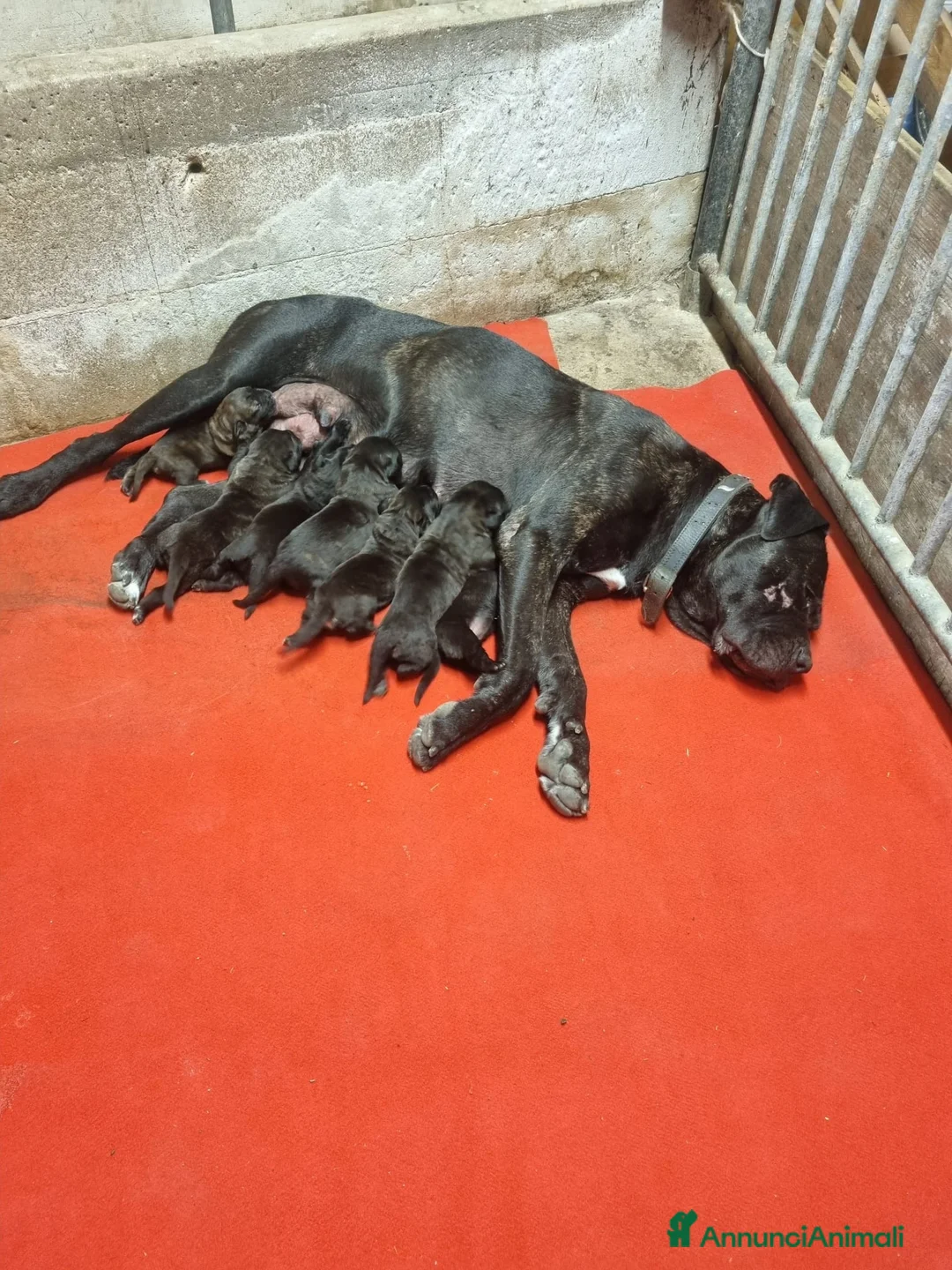 Cane Corso cani in vendita: Cuccioli di cane corso a Città Metropolitana di Torino - Annuncio 2