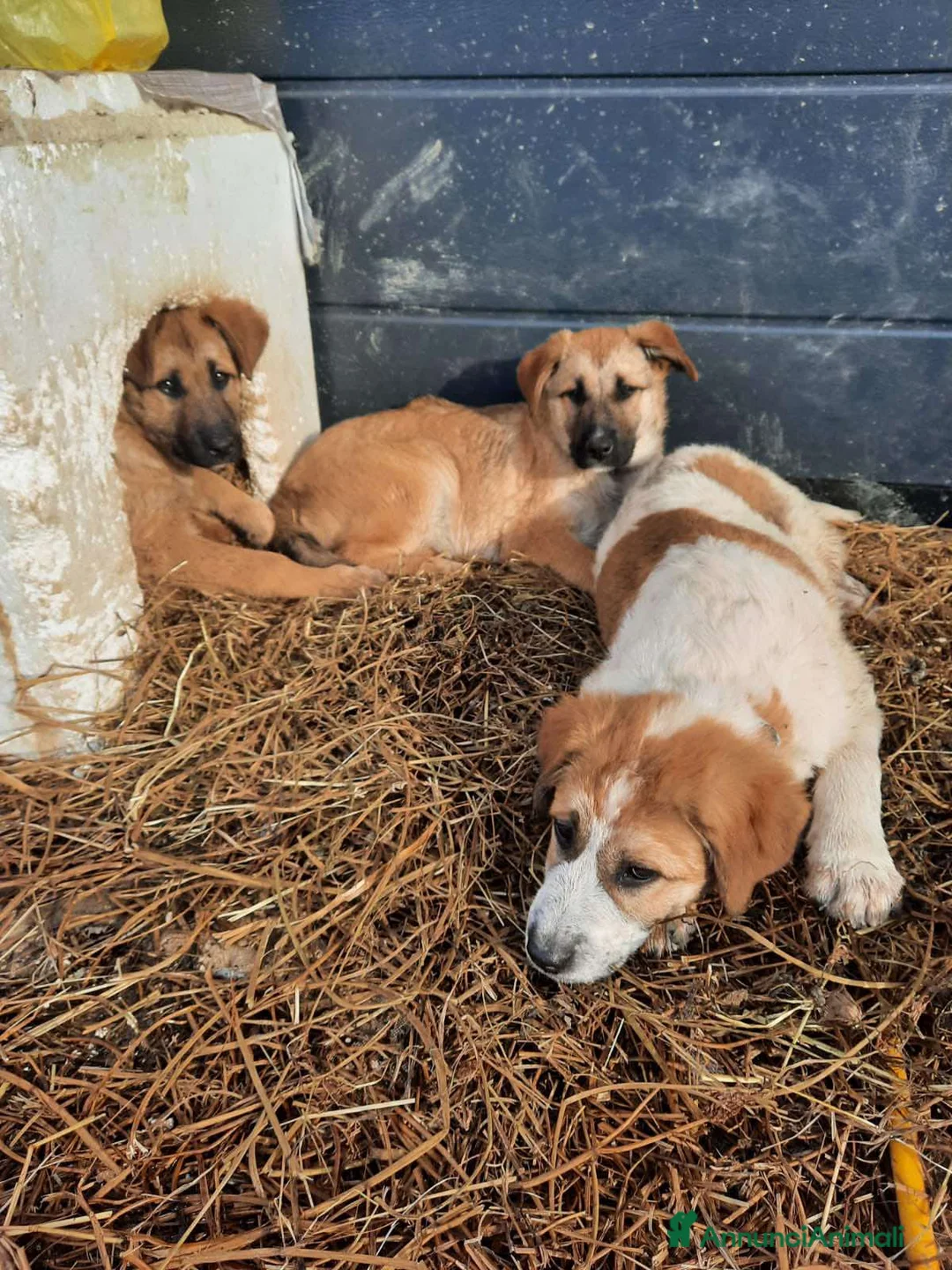 Meticcio cani in regalo: 3 stupendi PASTORINI cercano famiglie! Dolcissimi - Annuncio 2