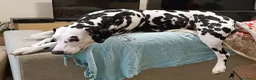 Dalmata cani in regalo: Dalmata femmina a Provincia di Vicenza - Annuncio 4