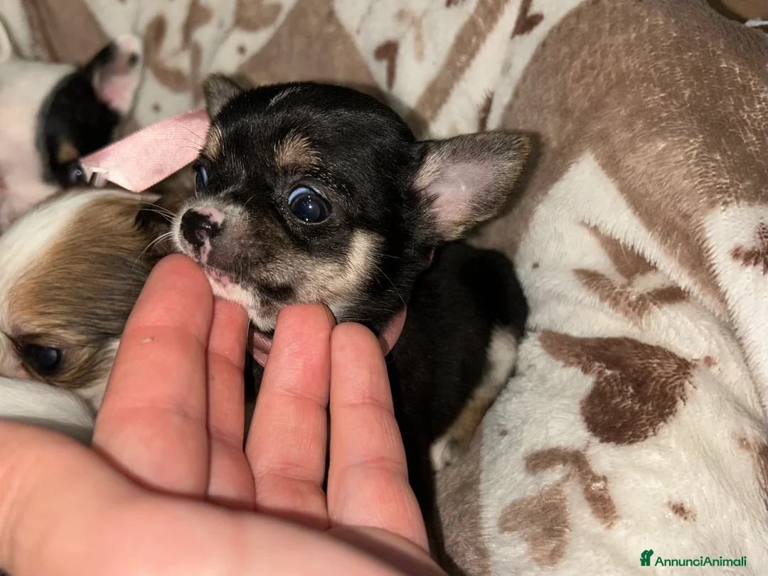 Chihuahua cani in vendita: Chihuahua mini - Annuncio 6