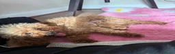 Barboncino Toy cani in vendita: Barboncini Toy di linea asiatica disponibili - Annuncio 24