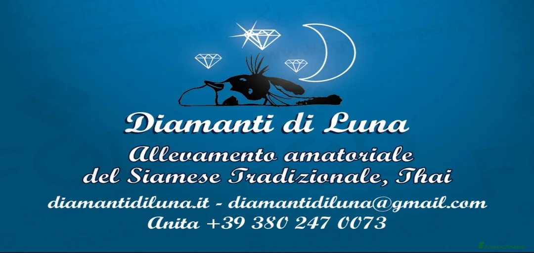 Immagine della galleria {{count}}