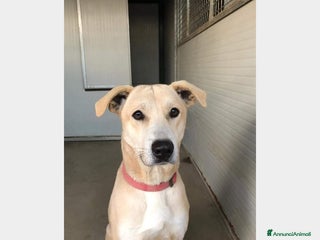 Meticcio cani Thor 4anni SI CERCA ADDESTRATORE! Prov COMO a Milano - Annuncio 28