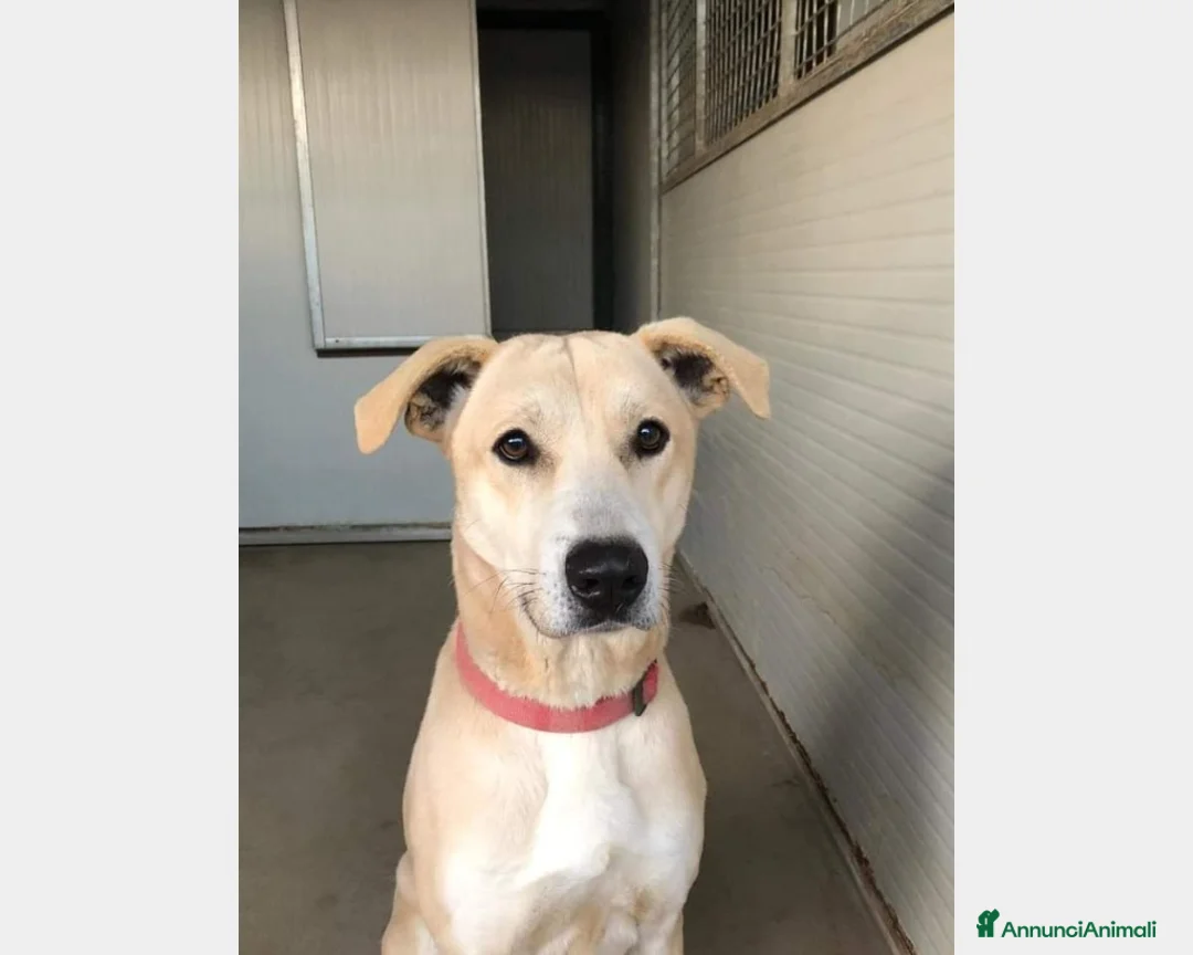 Meticcio cani in regalo: Thor 4anni SI CERCA ADDESTRATORE! Prov COMO a Milano - Annuncio 1