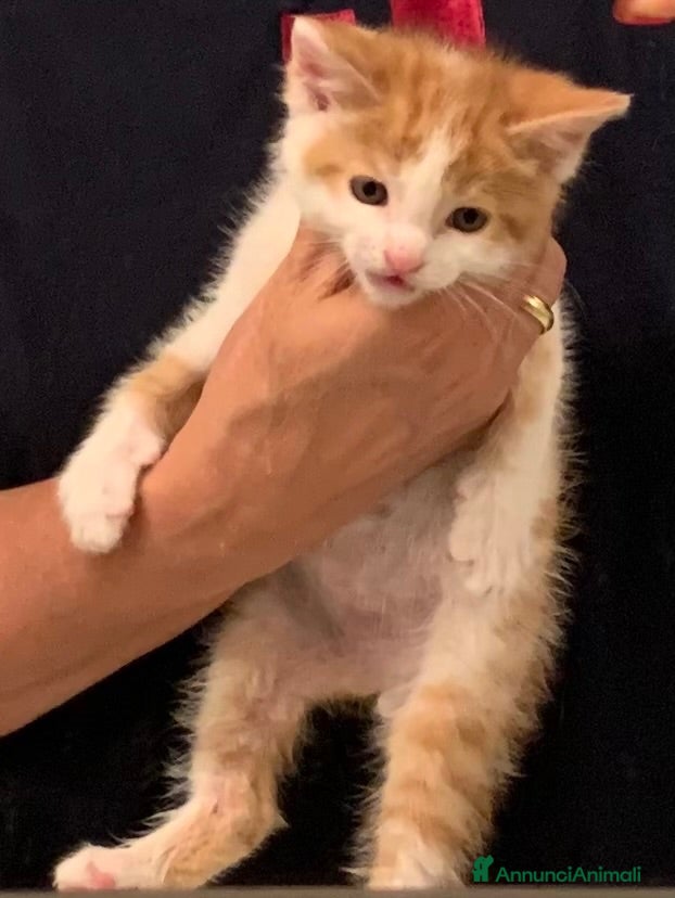 Europeo gatti Gattini per adozione  - Annuncio 4