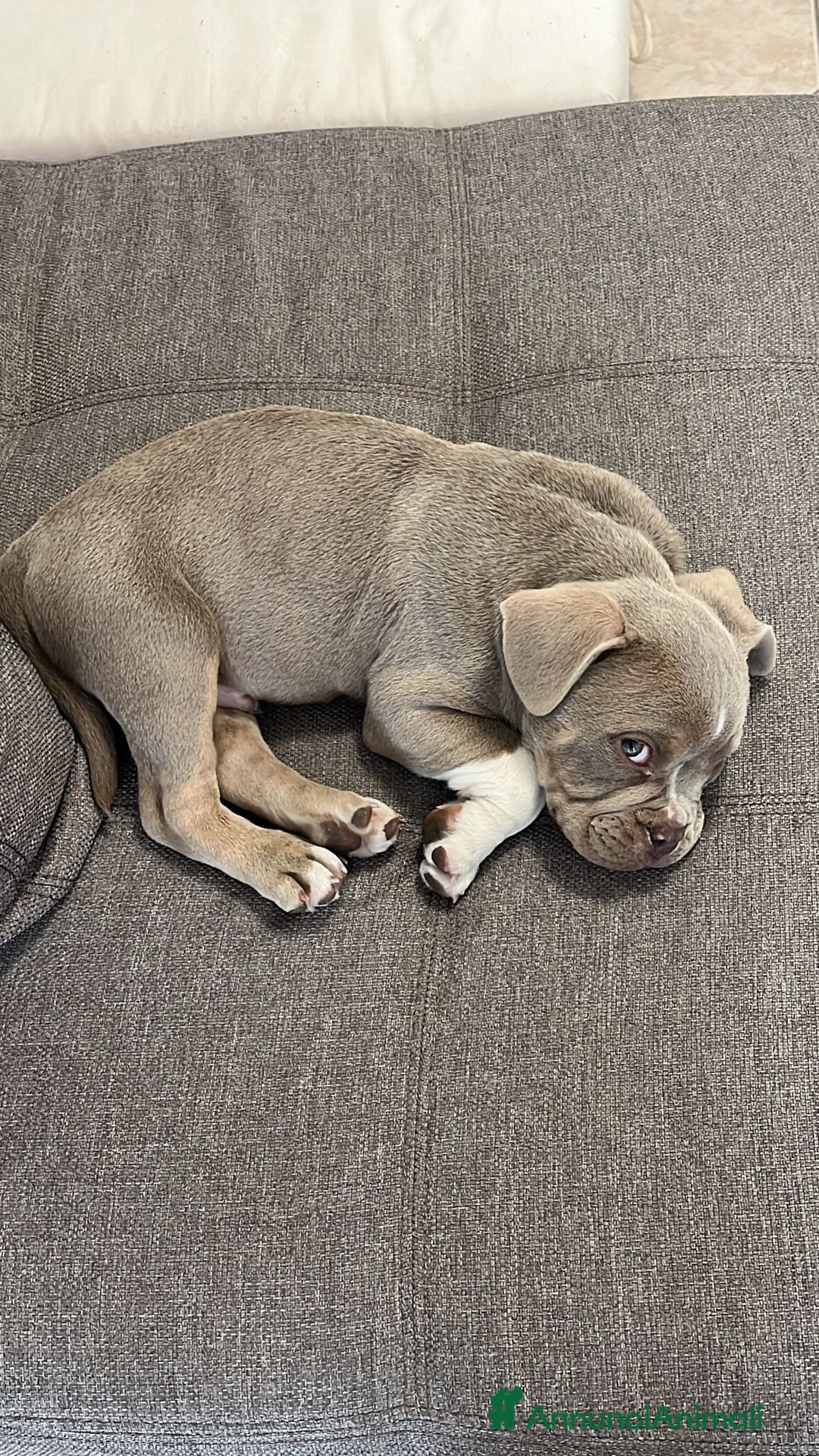 Altre razze cani in regalo: cane di nome Tyson - Annuncio 6