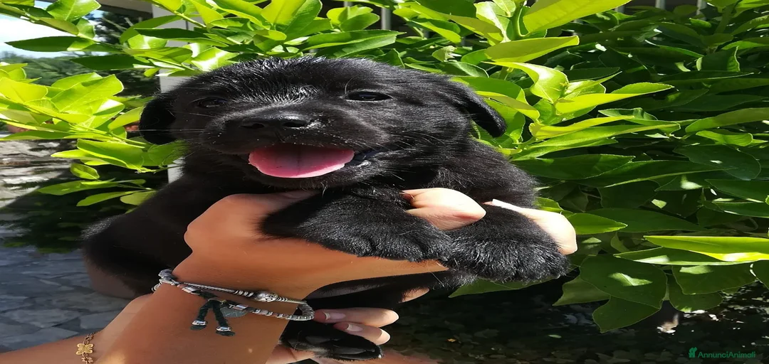 Immagine della galleria {{count}}