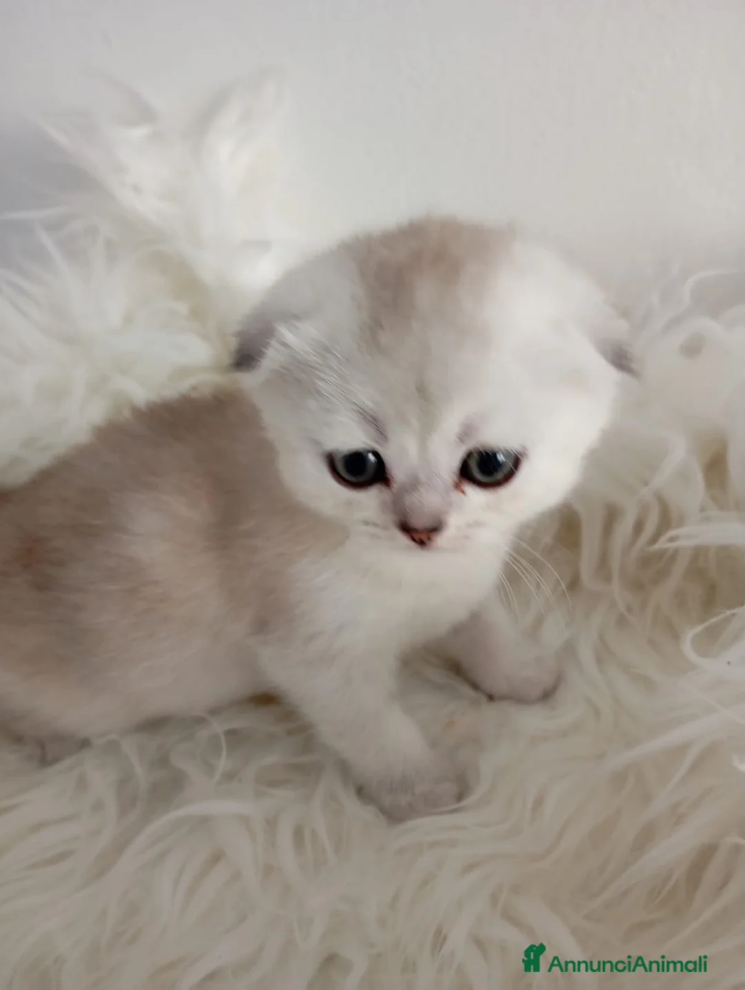 Scottish gatti in vendita: Scottish golden lilac a Provincia autonoma di Trento - Annuncio 6