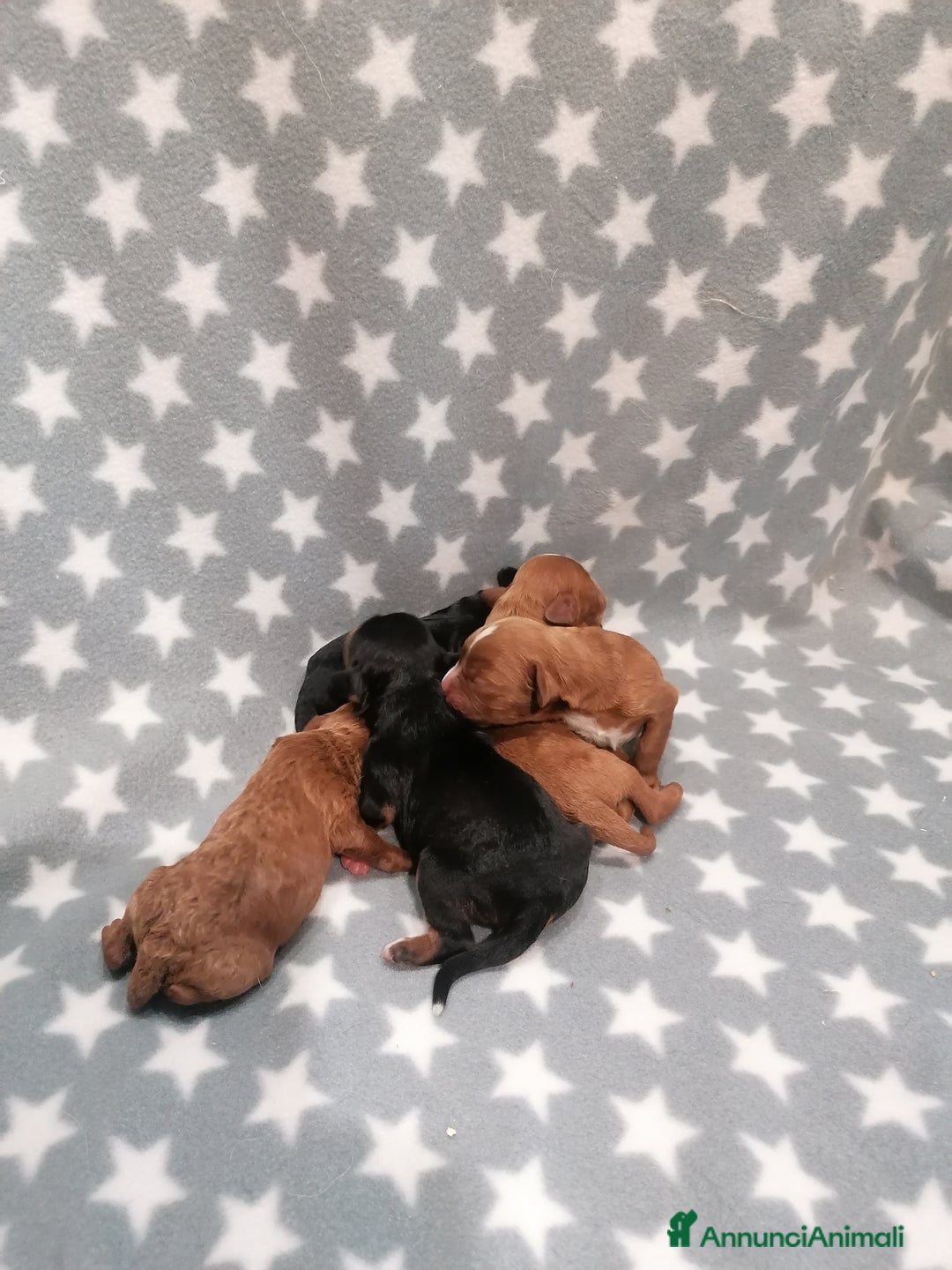 Meticcio cani in vendita: Cavapoo cuccioli - Annuncio 9