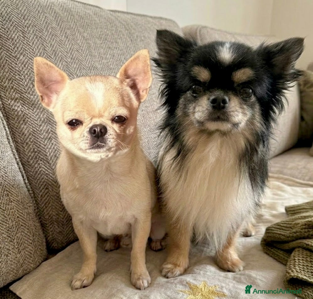 Chihuahua cani Giovani chihuahua adulti - Annuncio 17