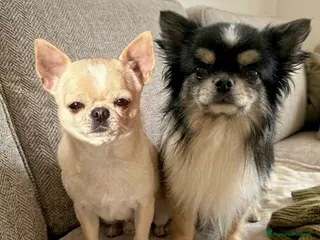 Chihuahua cani Giovani chihuahua adulti - Annuncio 17
