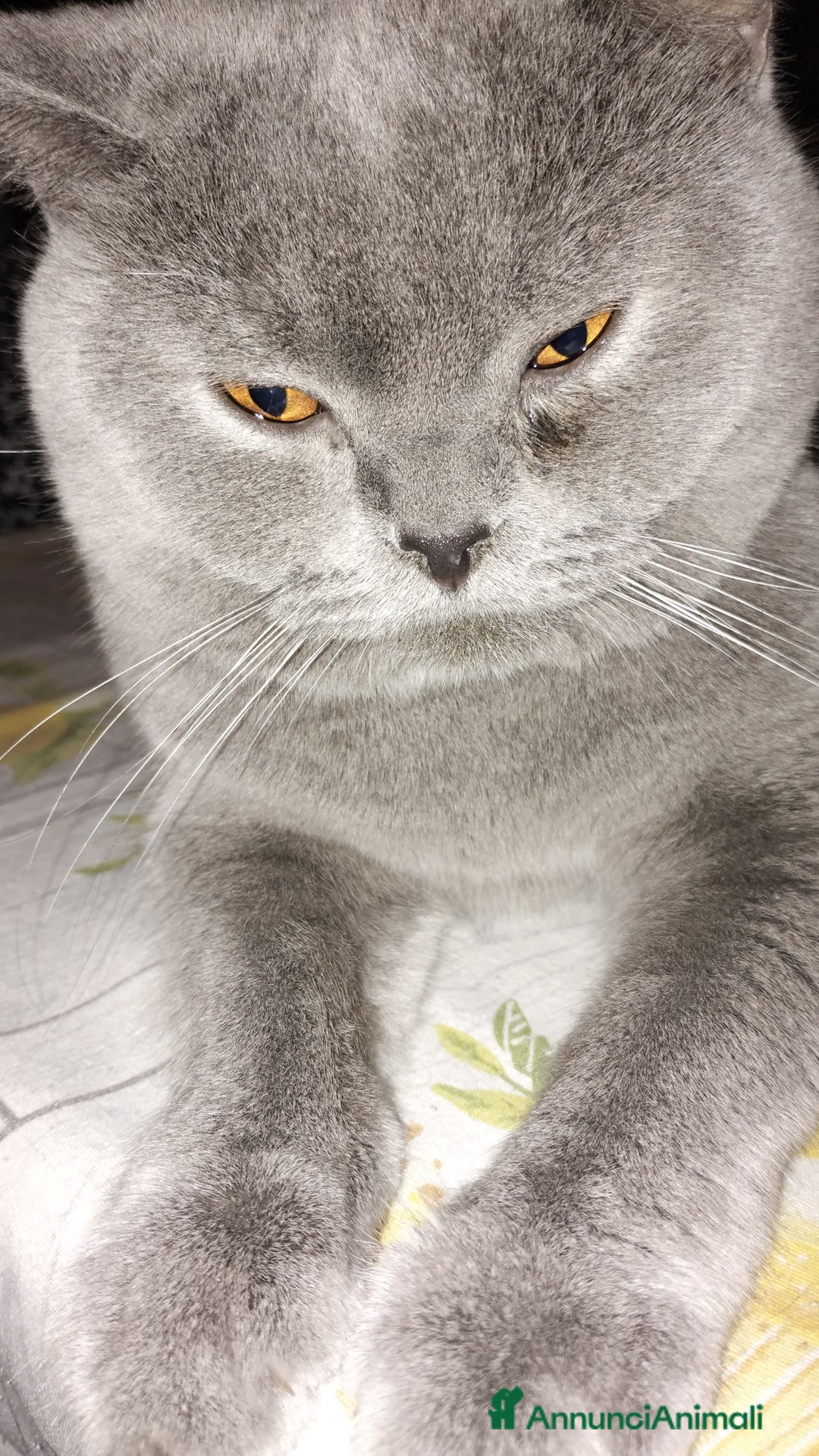 British gatti per accoppiamento: Maschio x accoppiamento  - Annuncio 6