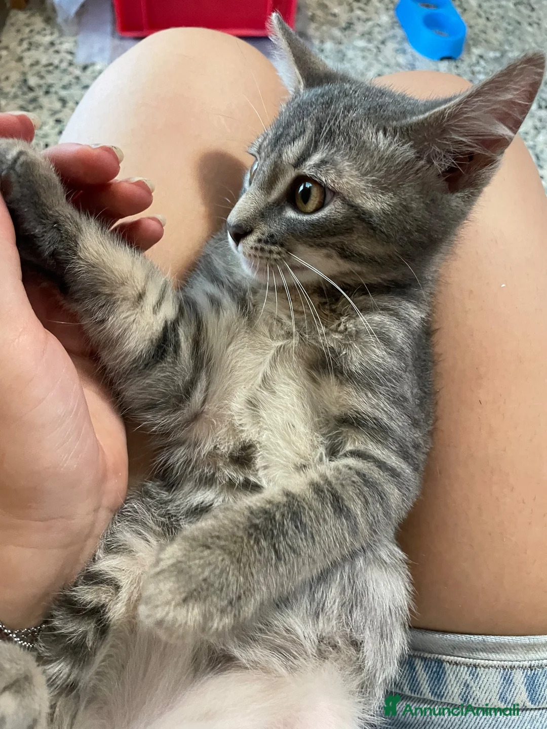Meticcio gatti in vendita: Gattina giocosa  - Annuncio 2