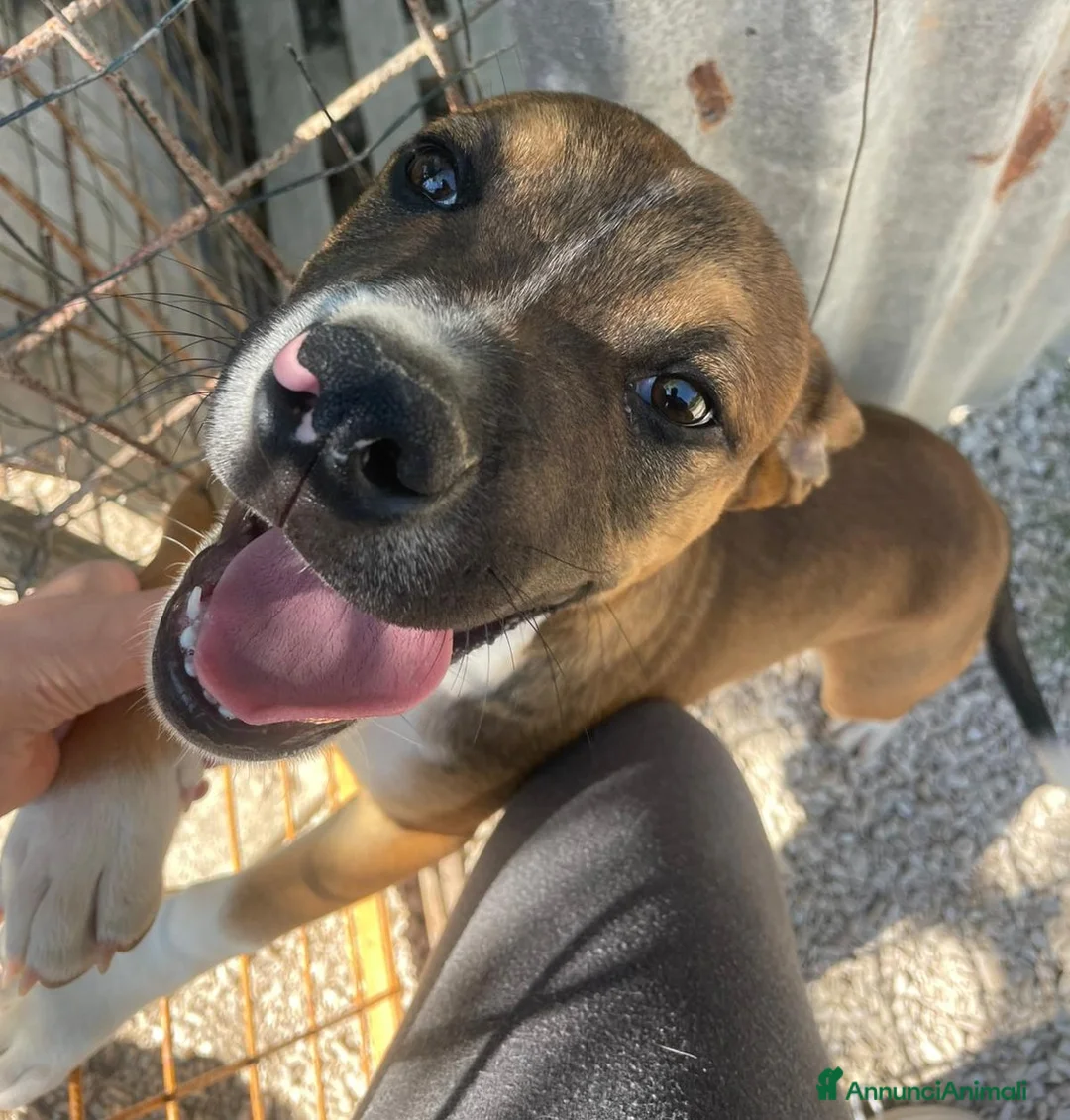 Meticcio cani in regalo: CHOCO CERCA FAMIGLIA a Provincia di Pisa - Annuncio 1