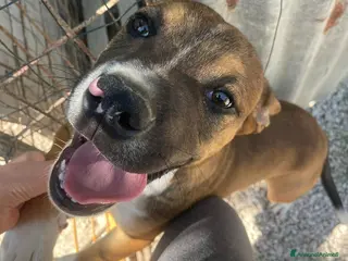 Meticcio cani CHOCO CERCA FAMIGLIA - Annuncio 17