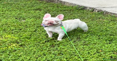 Bulldog Francese cani a Provincia della Spezia - Annuncio 7