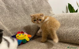 Exotic Shorthair gatti in vendita: Gattini exotic e persiani con pedigree a Provincia di Cuneo - Immagine 9