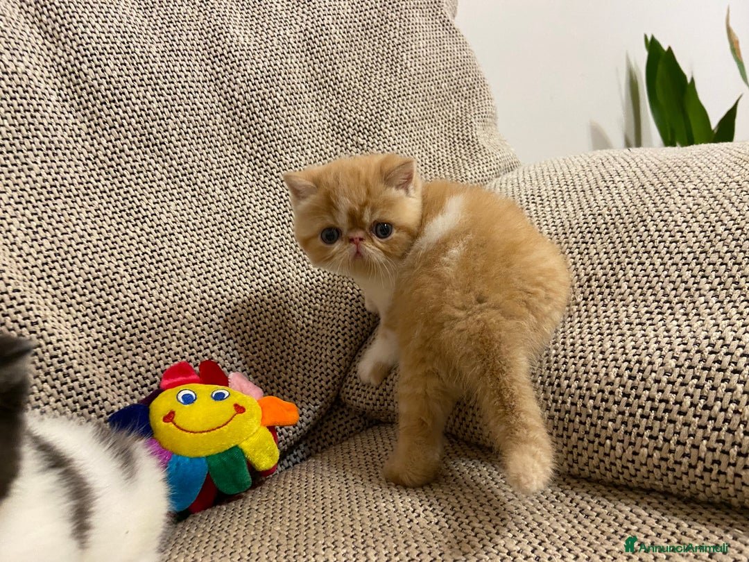 Exotic Shorthair gatti in vendita: Gattini exotic e persiani con pedigree a Provincia di Cuneo - Immagine 9