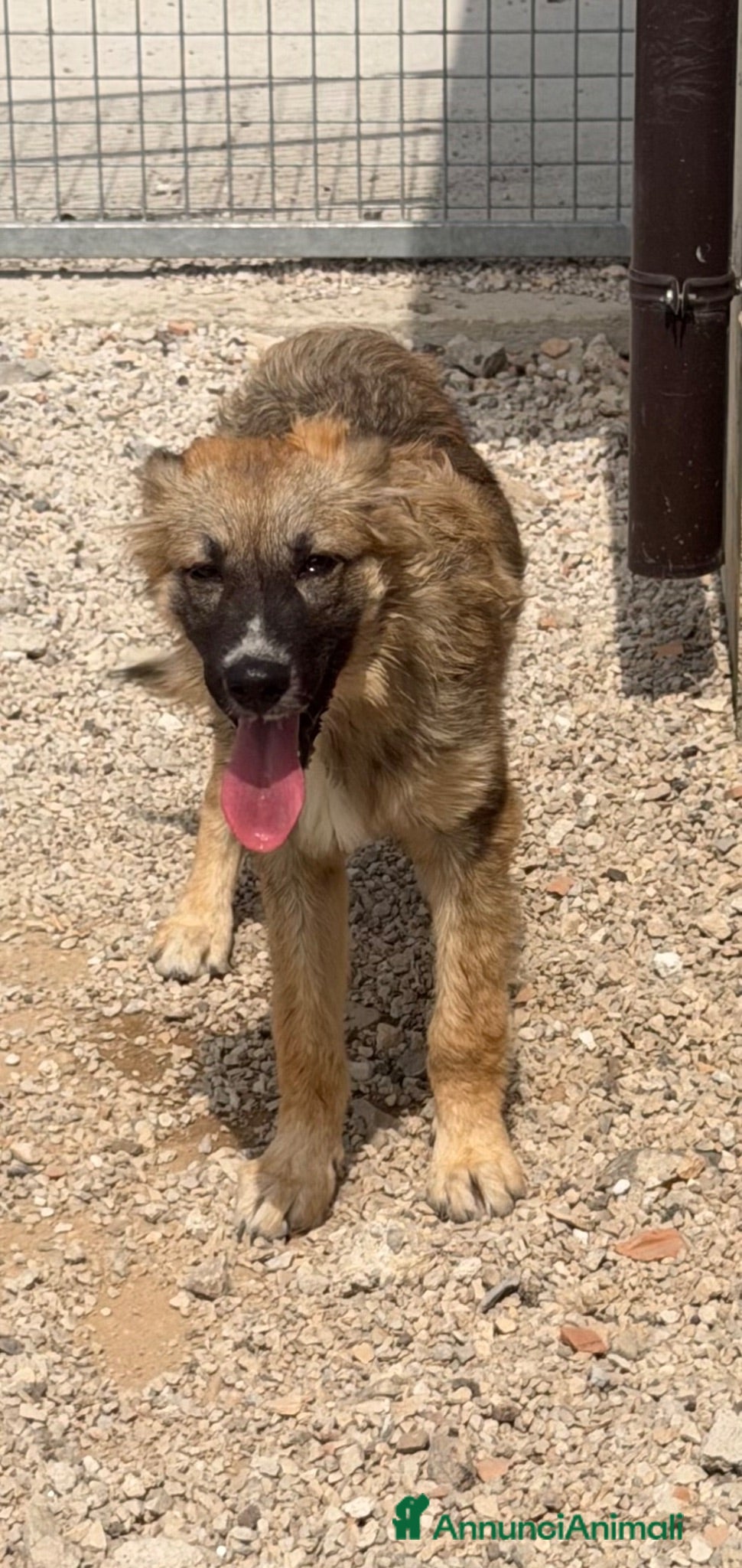 Meticcio cani Toto  - Annuncio 27