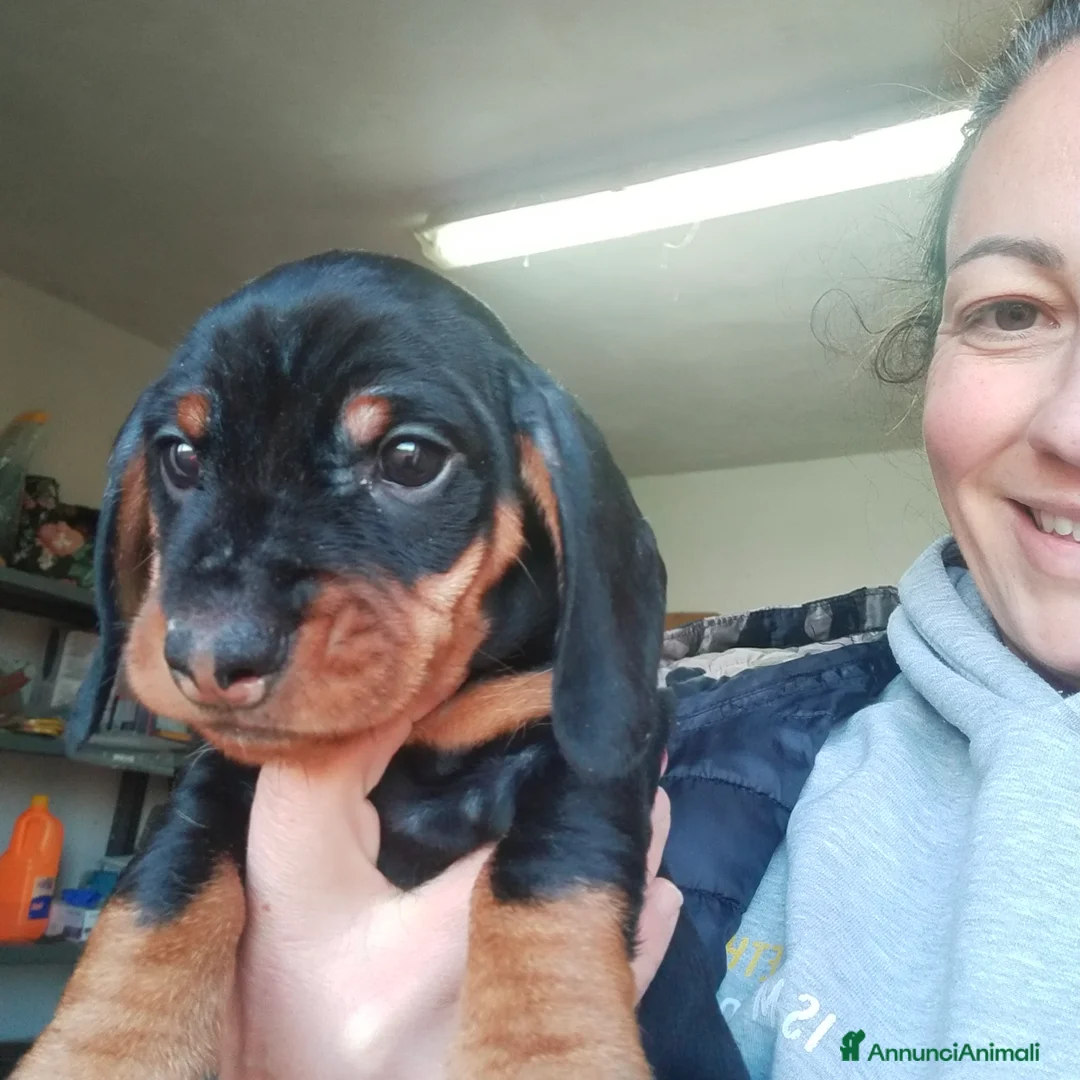 Bassotto cani in vendita: Bassotto tedesco a pelo duro  - Annuncio 2