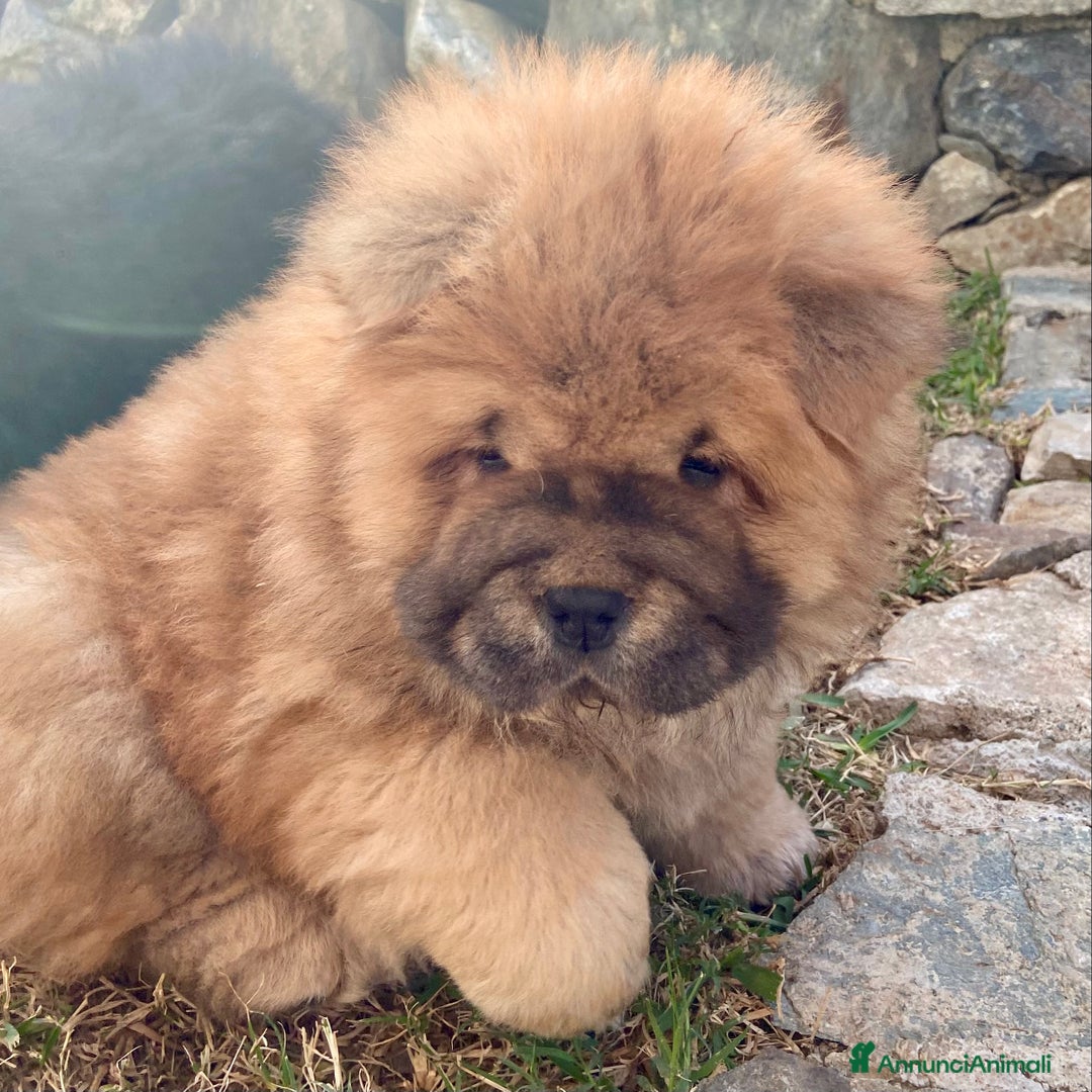 Chow Chow cani in vendita: Chow Chow Cucciole femmine nero e rosso  - Annuncio 23