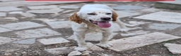 Setter Inglese cani in regalo: Setterino 2anni kg12 salvato 1anno fa..PUGLIA a Città Metropolitana di Milano - Annuncio 2