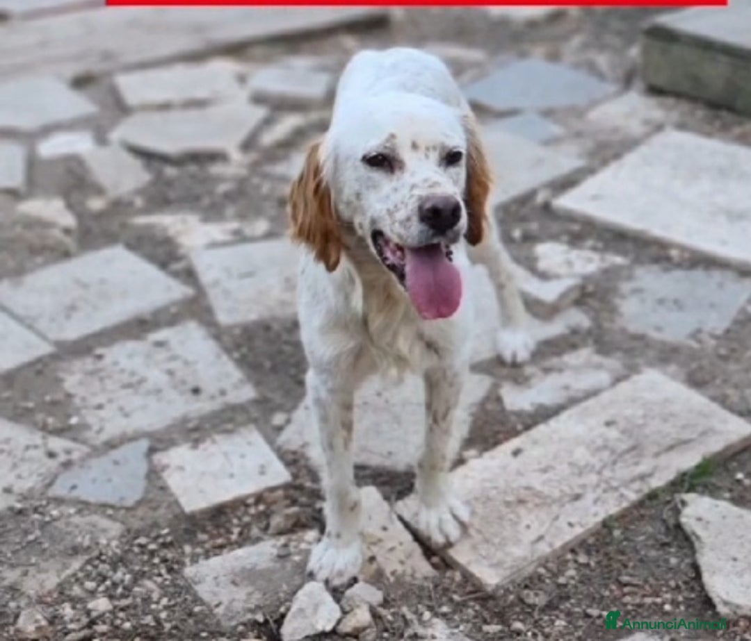 Setter Inglese cani in regalo: Setterino 2anni kg12 salvato 1anno fa..PUGLIA a Città Metropolitana di Milano - Annuncio 2