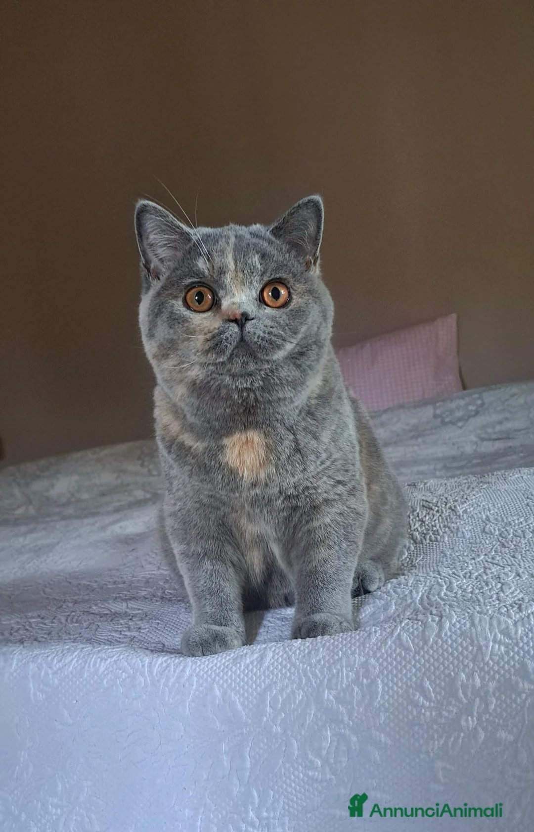 British gatti in vendita: Cuccioli british blu e crema - Annuncio 4