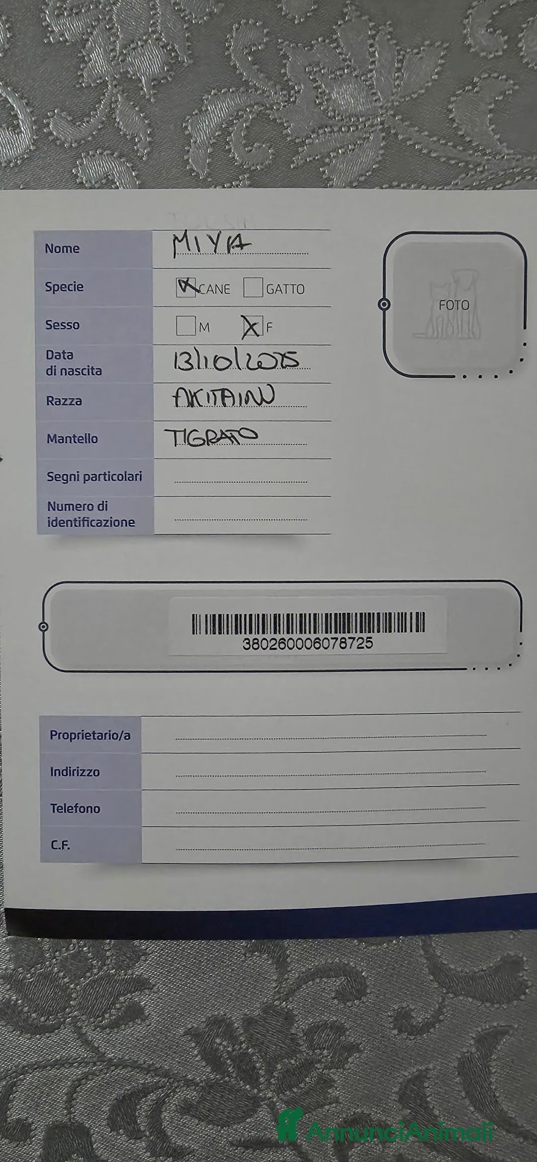 Akita Inu cani in vendita: Vendesi cuccioli Akita Inu ALTA GENEALOGIA  - Annuncio 16