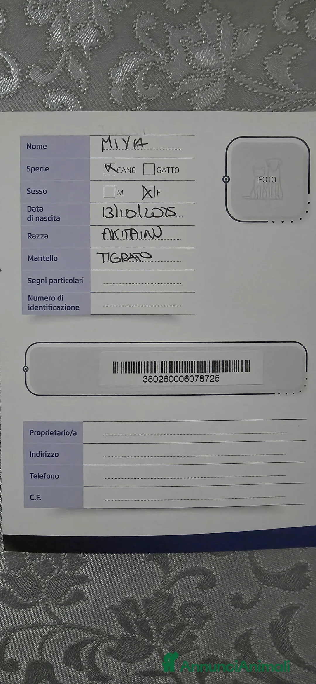 Akita Inu cani in vendita: Vendesi cuccioli Akita Inu ALTA GENEALOGIA  - Annuncio 16