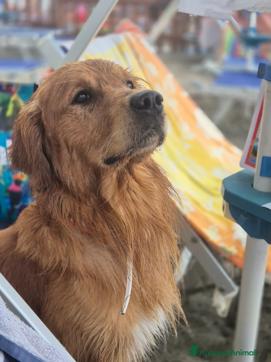 Golden Retriever cani per accoppiamento: Aron cerca fidanzatina - Annuncio 11