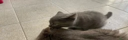 Certosino gatti in vendita: Certosino cuccioli - Annuncio 7