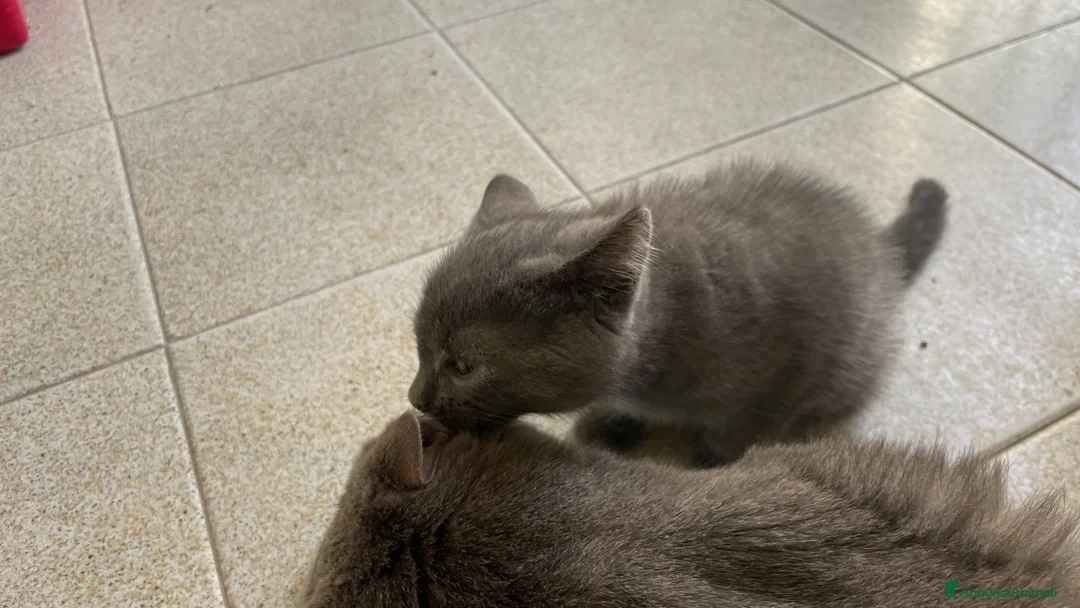 Certosino gatti in vendita: Certosino cuccioli - Annuncio 7