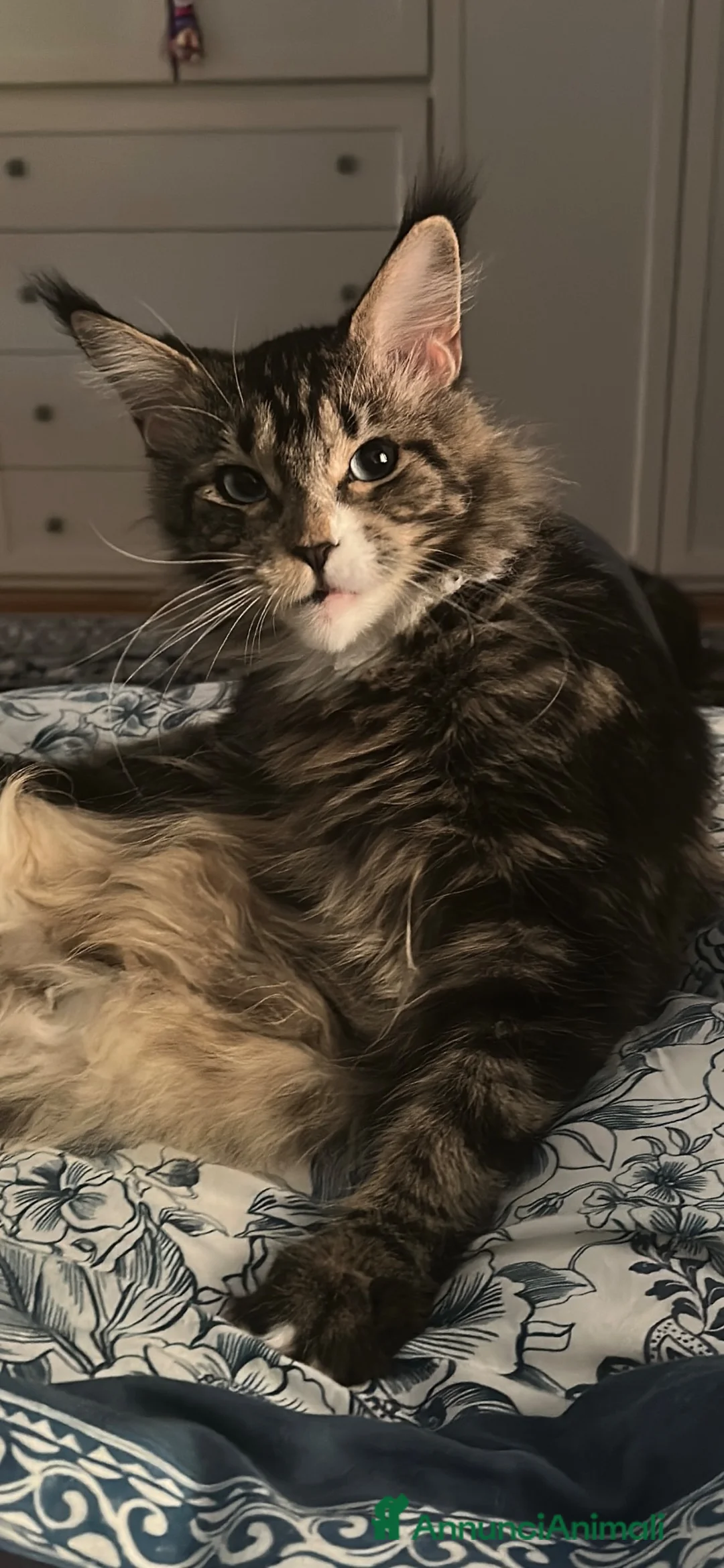 Maine Coon gatti in vendita: Ultima bellissima Maine coon con occhi blu - Annuncio 1