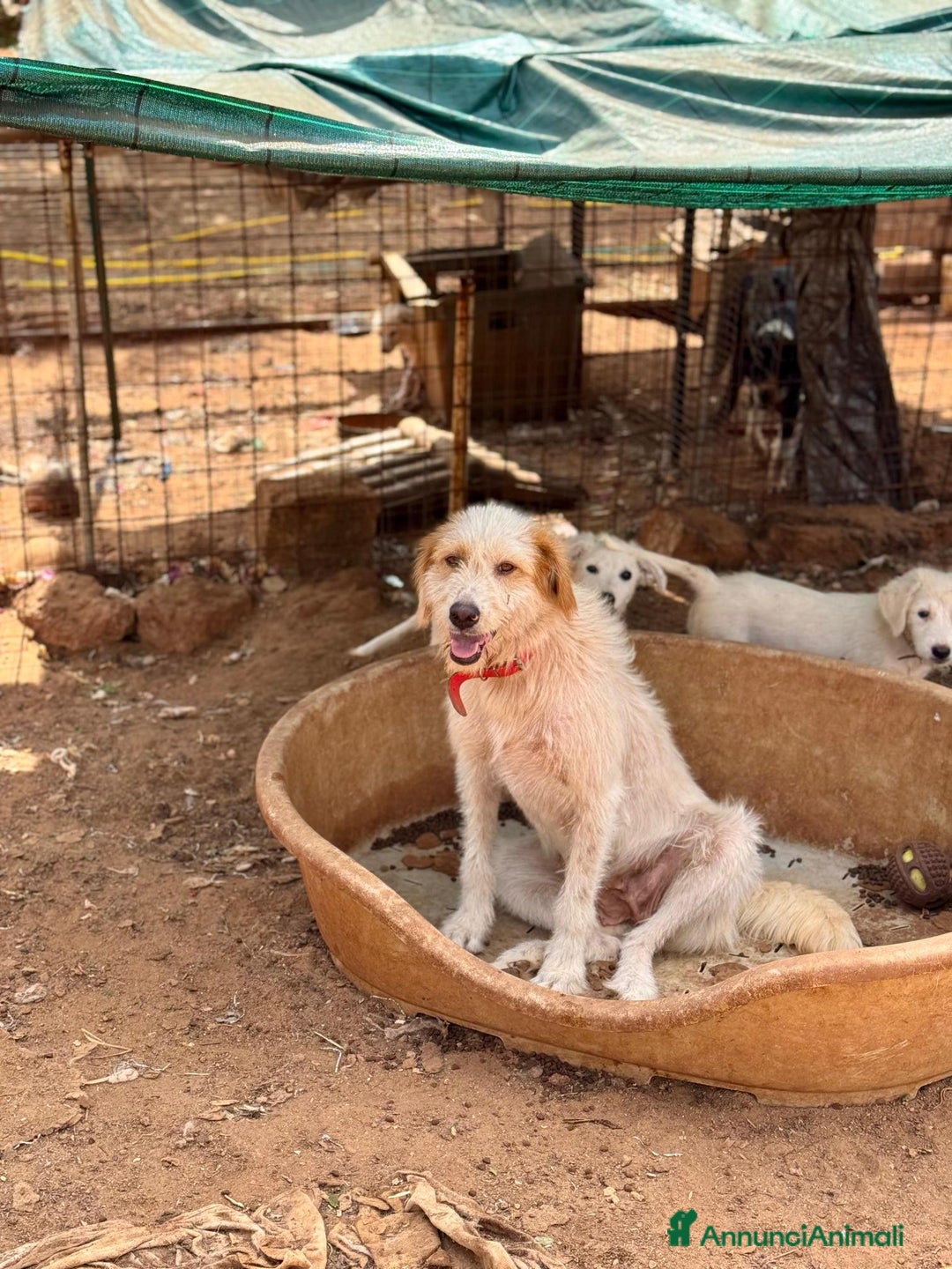 Altre razze cani in regalo: alice - Annuncio 1