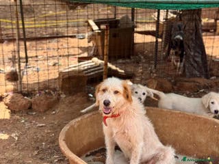 Altre razze cani alice - Annuncio 30