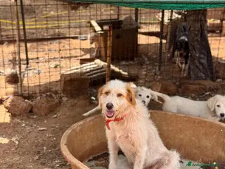 Altre razze cani alice - Annuncio 34