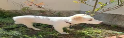 Meticcio cani in regalo: Eda cerca casa 🏡 a Provincia di Monza e della Brianza - Annuncio 15