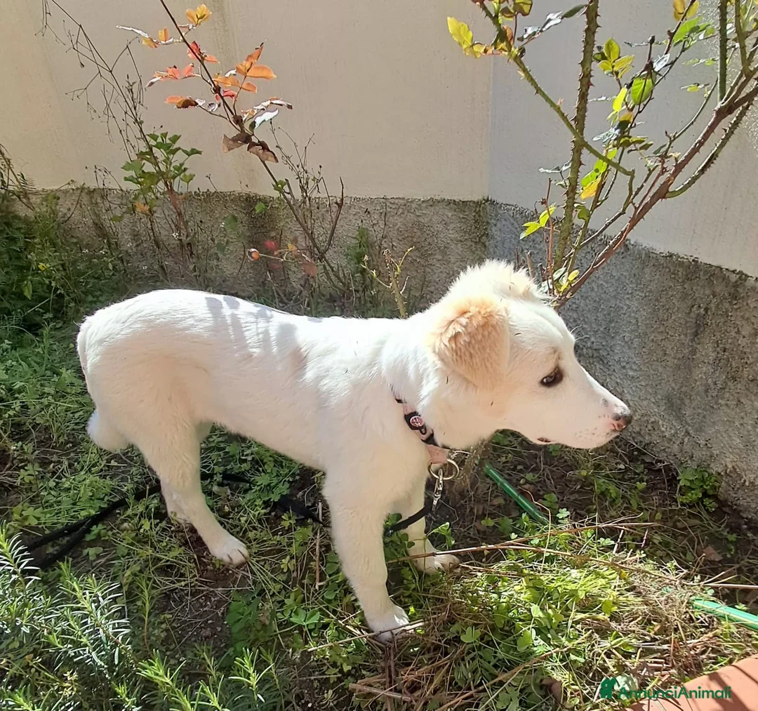 Meticcio cani in regalo: Eda cerca casa 🏡 a Provincia di Monza e della Brianza - Annuncio 15