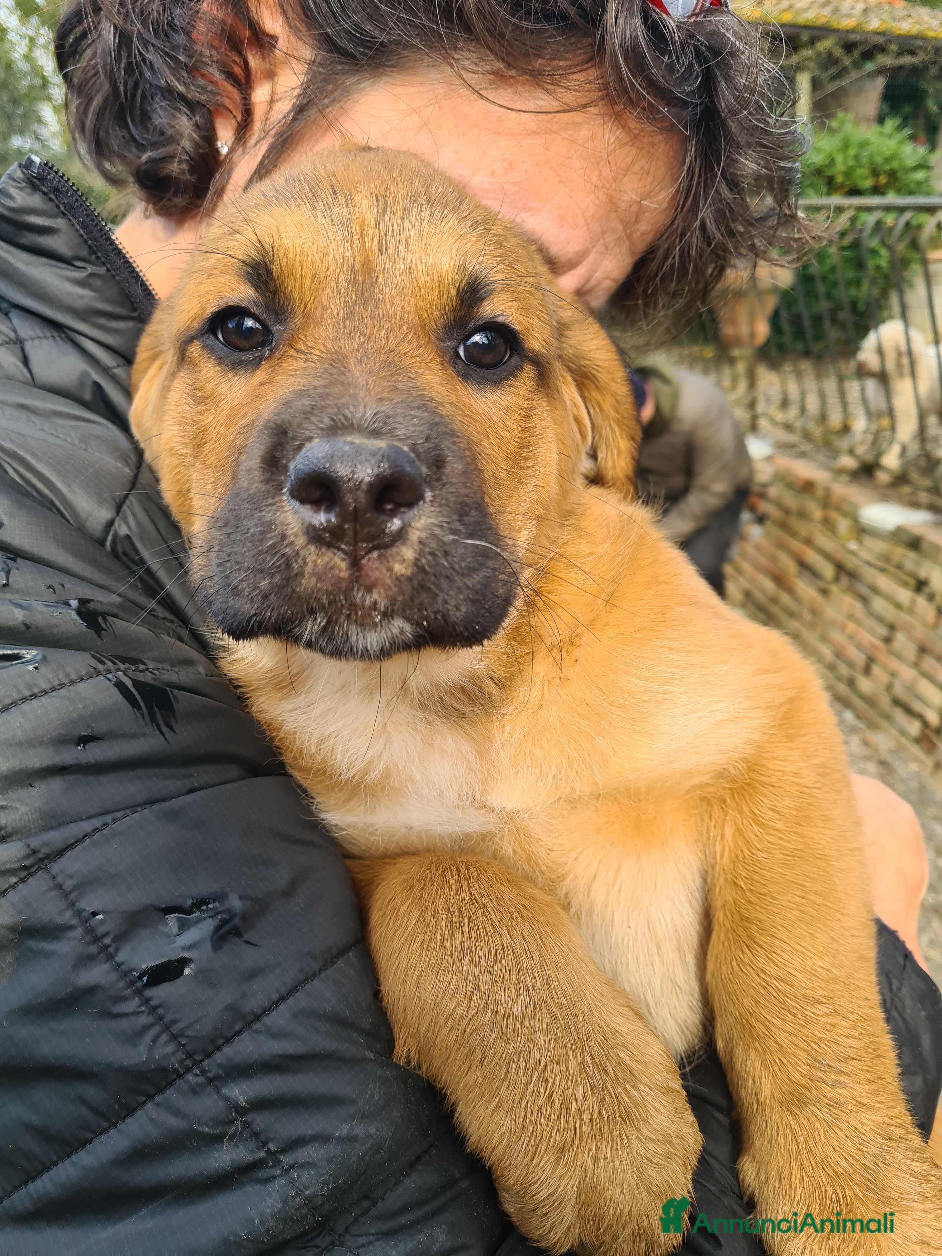 Meticcio cani CARRIE, formidabile cucciola di 2 MESI E MEZZO. - Annuncio 12