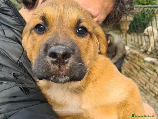 Meticcio cani CARRIE, formidabile cucciola di 2 MESI E MEZZO. - Annuncio 12