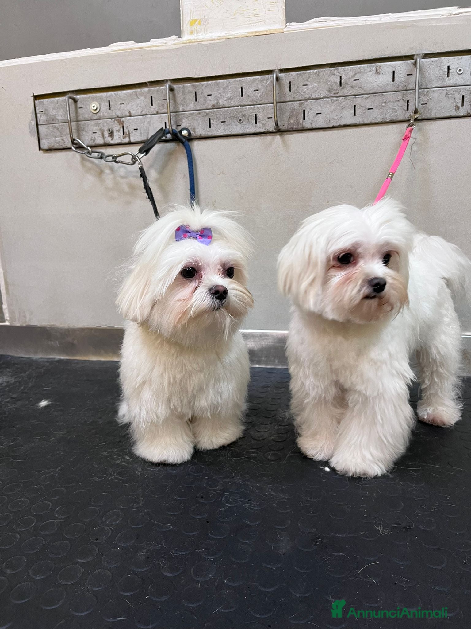 Maltese cani Cucciola di maltese - Annuncio 1