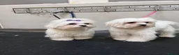 Maltese cani in vendita: Cucciola di maltese - Annuncio 1