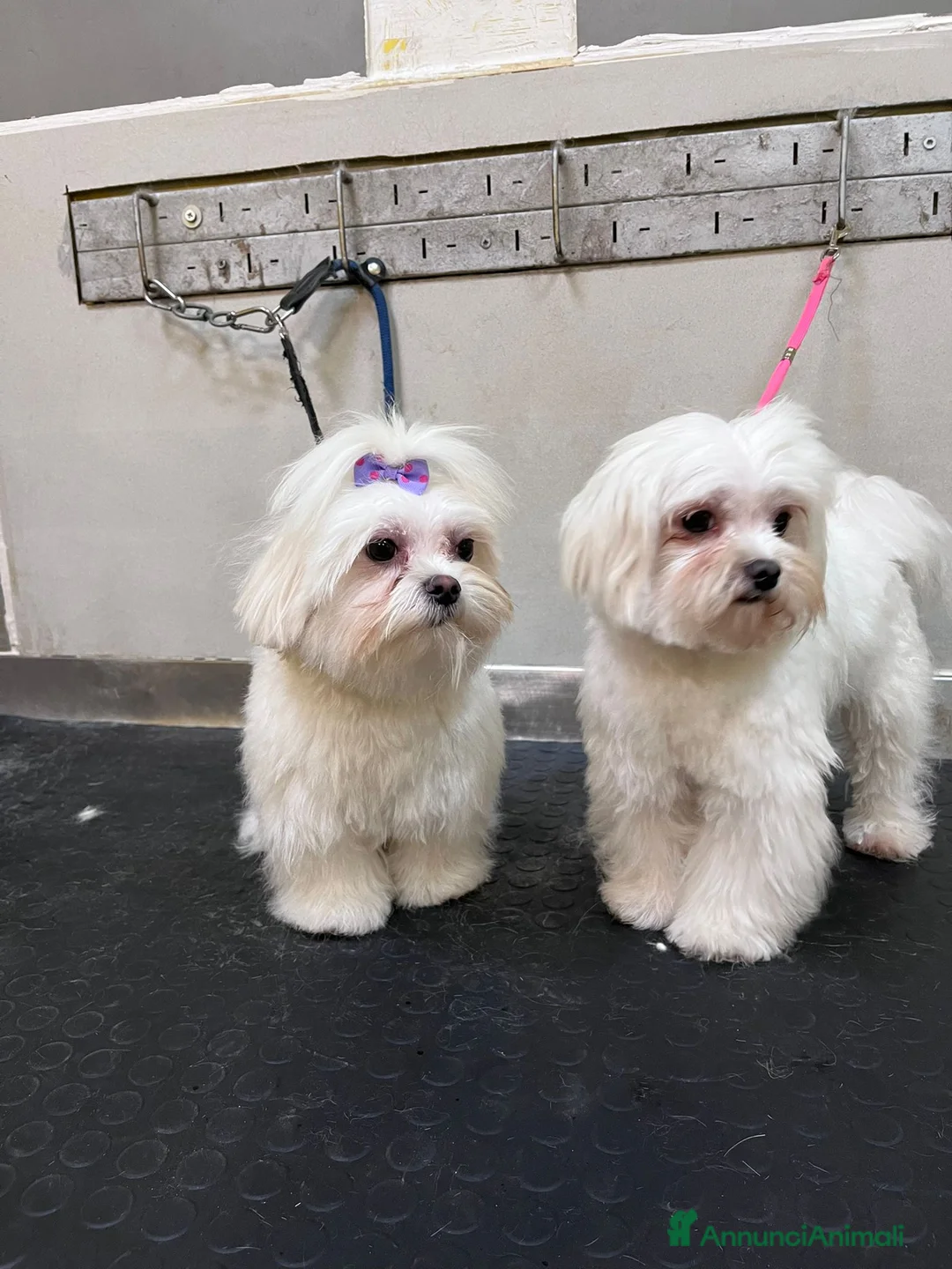 Maltese cani in vendita: Cucciola di maltese - Annuncio 1