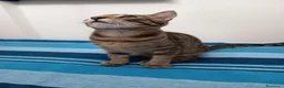 Europeo gatti in regalo: Tigro cerca casa! a Provincia di Chieti - Annuncio 3