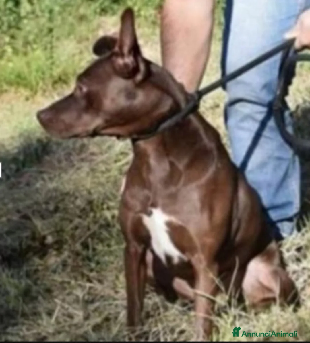 Meticcio cani in regalo: Leila 9anni NESSUNO L HA MAI NOTATA IN CANILE.LAZI a Città metropolitana di Milano - Annuncio 2