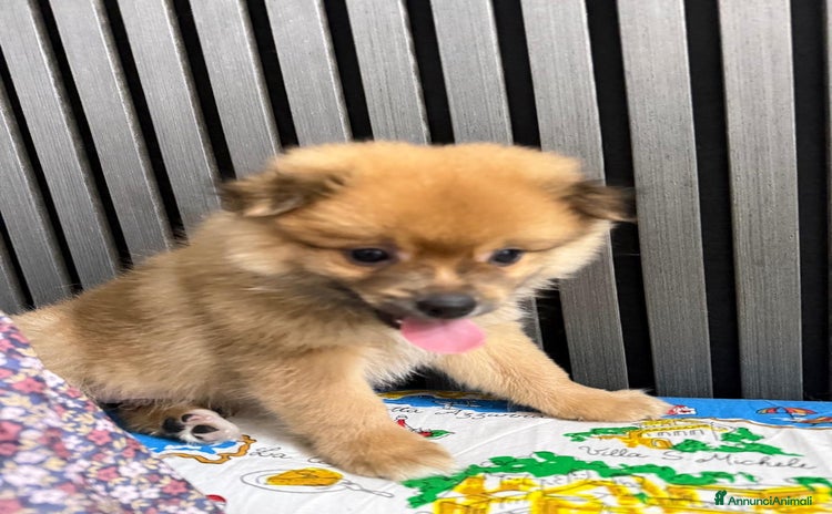 Volpino Pomerania cani - Annuncio 9