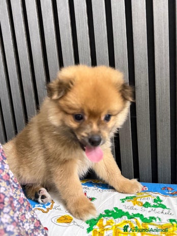 Volpino Pomerania cani - Annuncio 9