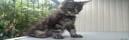 Maine Coon gatti in vendita: Cucciolo di maine coon dolcissimo  - Annuncio 7